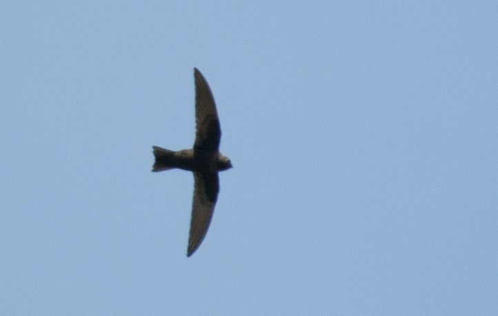 Black Swift - ML45817091