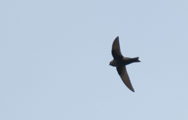 Black Swift - ML45817111