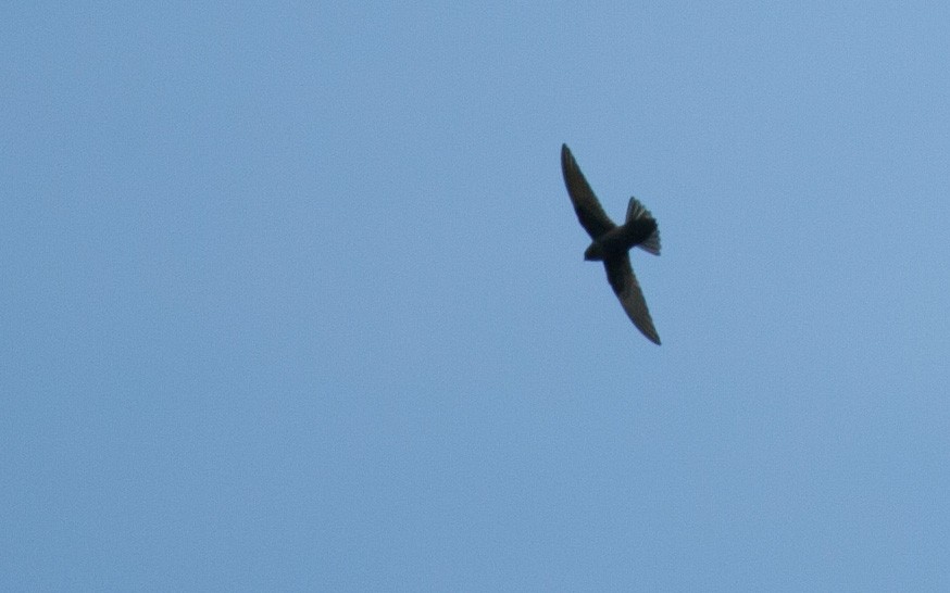 Black Swift - ML45817131