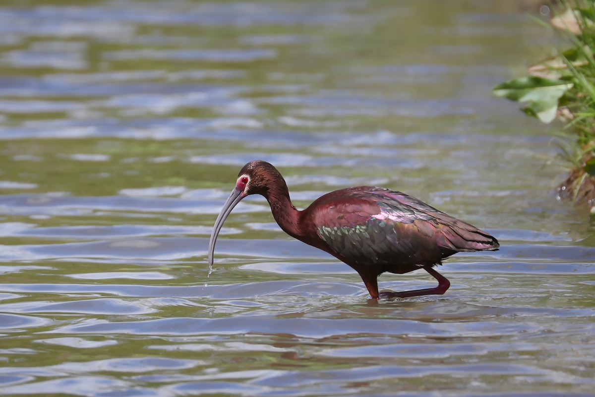 White-faced Ibis - Anne Auclair  Moe