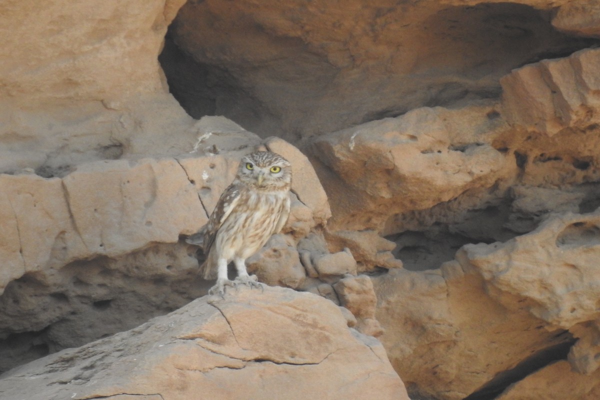 Little Owl (Lilith) - Keramat Hafezi