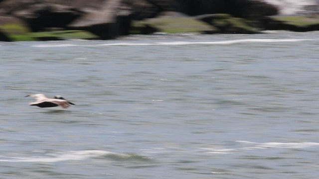 Brown Pelican - ML458171911