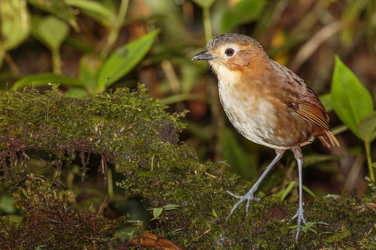 Rusty-tinged Antpitta - Bradley Hacker 🦜