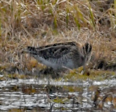 Common Snipe - ML458175051