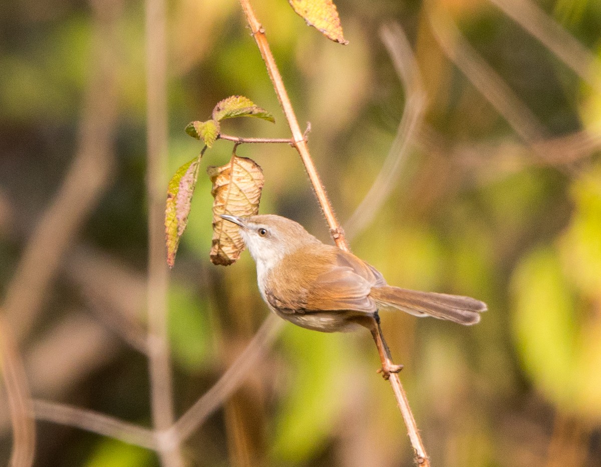 Plain Prinia - ML45817611