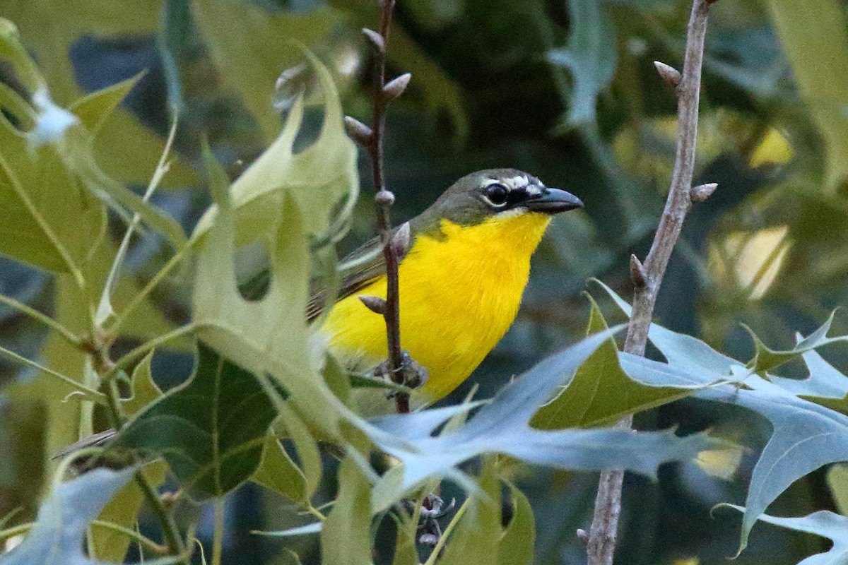 Yellow-breasted Chat - ML458177001