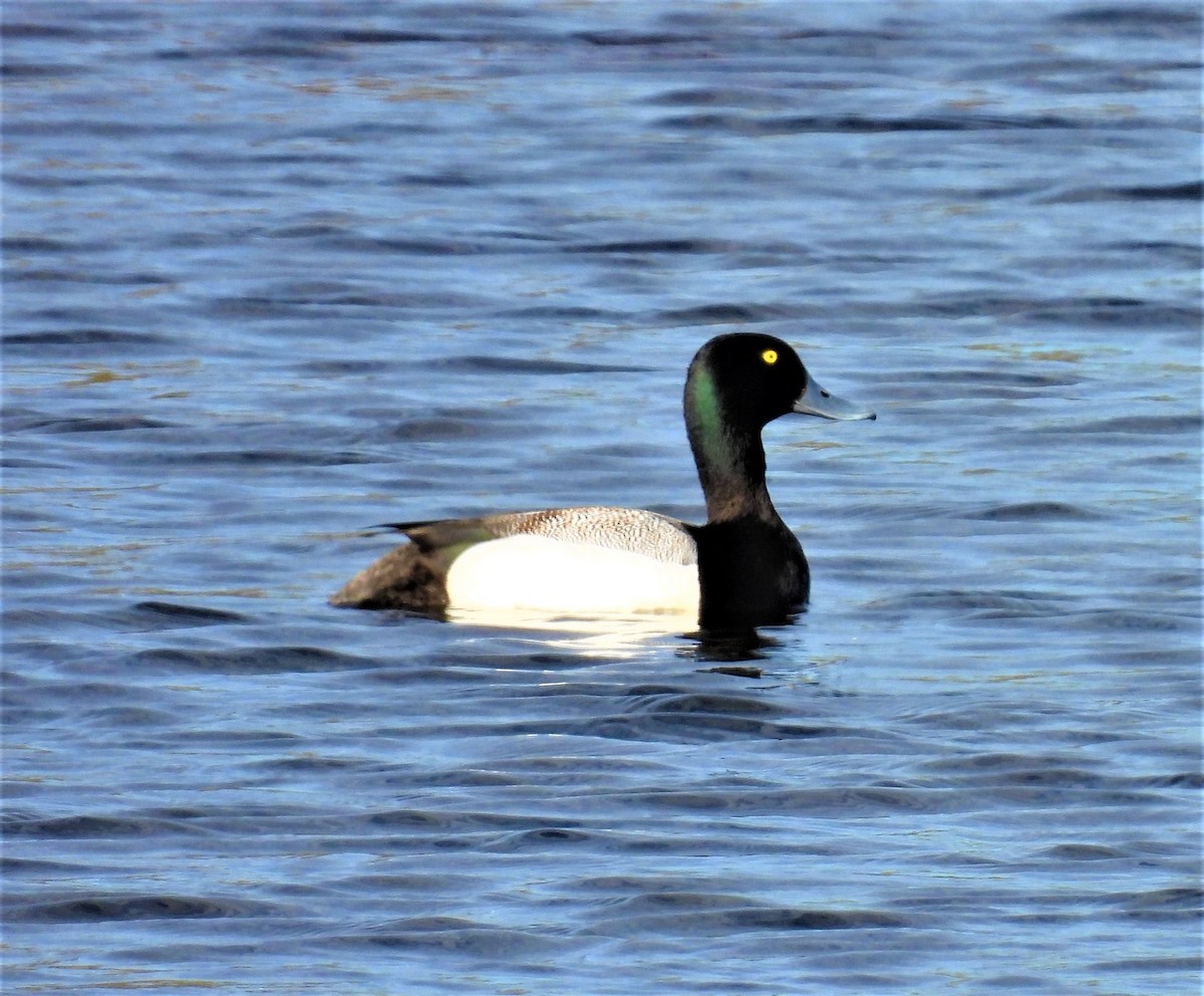 Greater Scaup - ML458177891