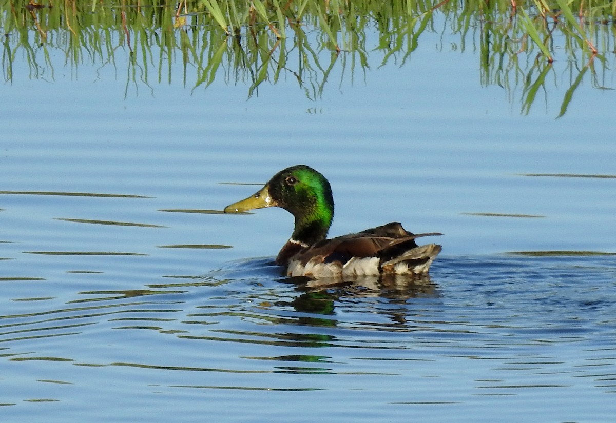 Mallard - Francisco Picón Díaz