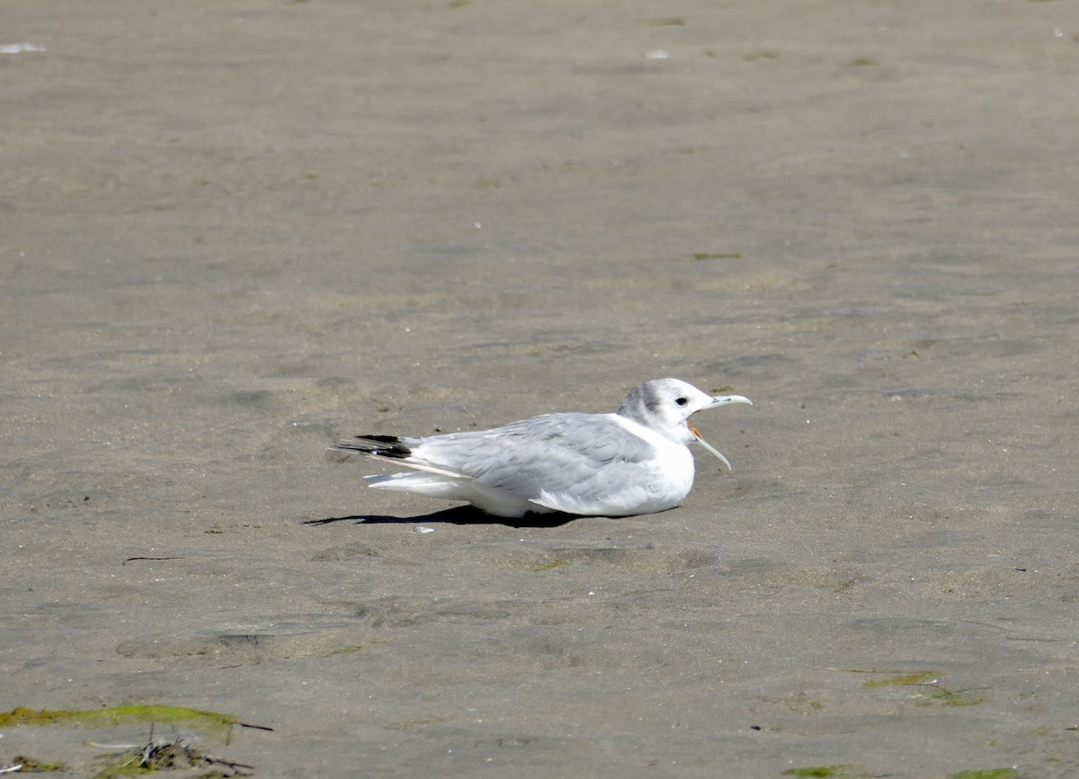 Mouette tridactyle - ML458179161