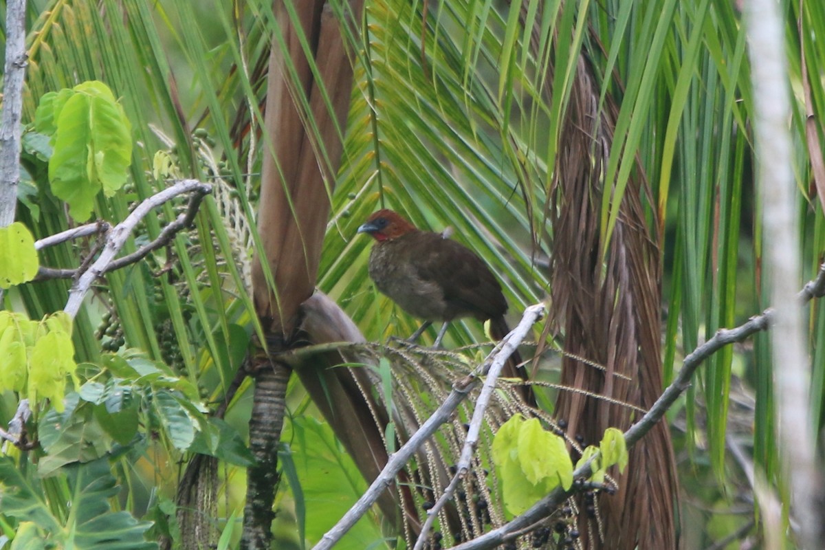 Chestnut-headed Chachalaca - ML45817921