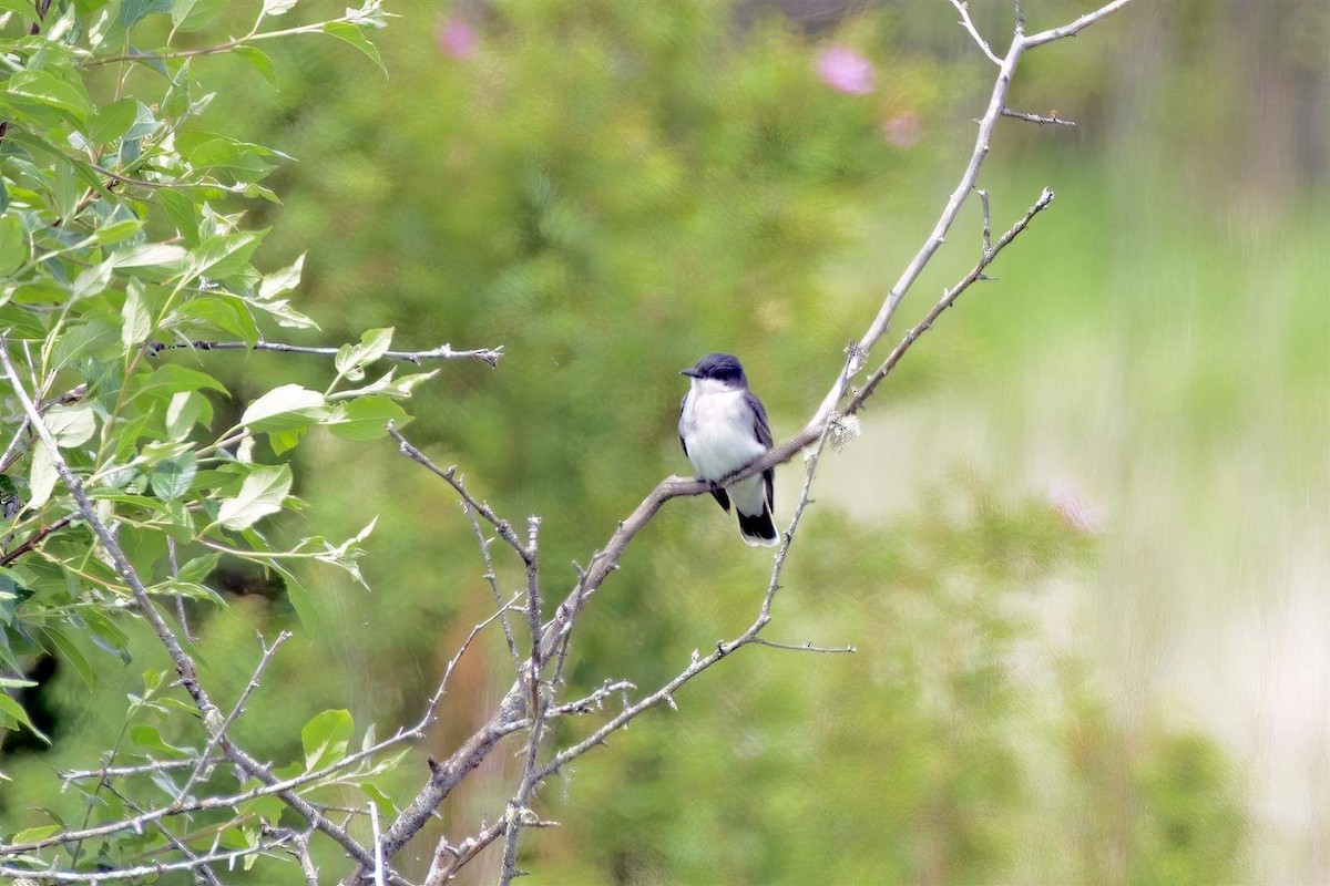 Eastern Kingbird - ML458179601