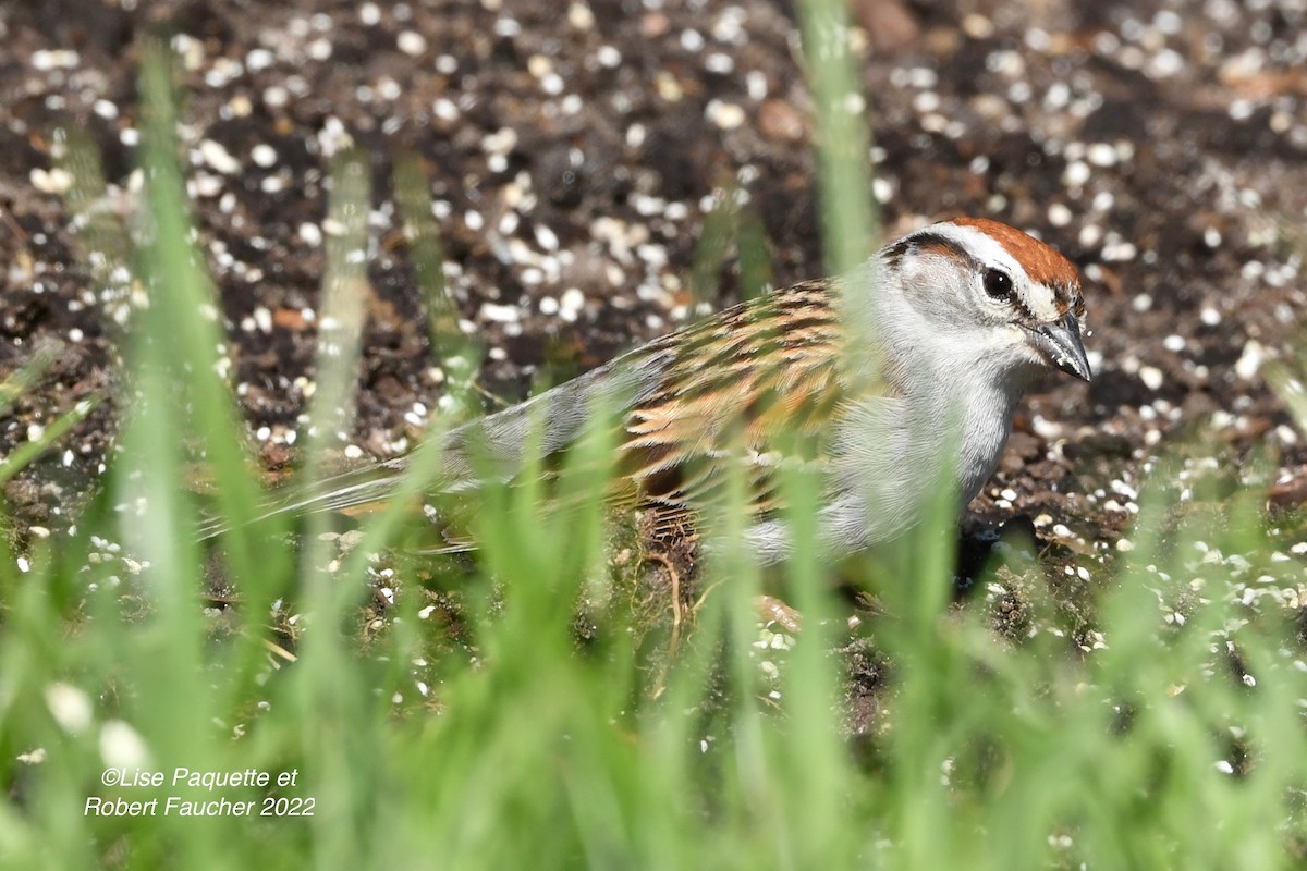 Chipping Sparrow - ML458180591