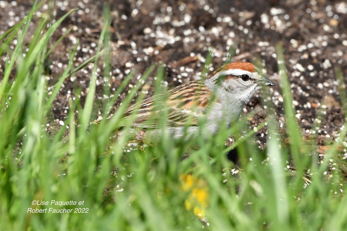 Chipping Sparrow - ML458180601