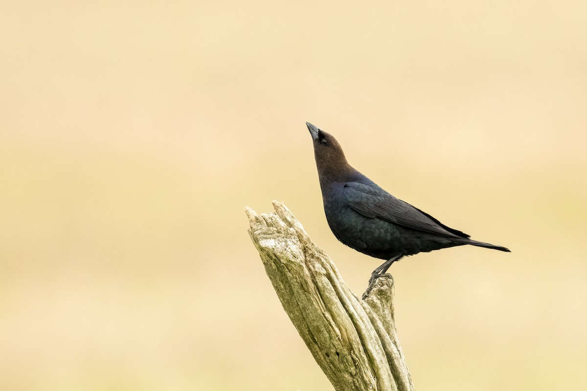 Brown-headed Cowbird - Jack Lefor