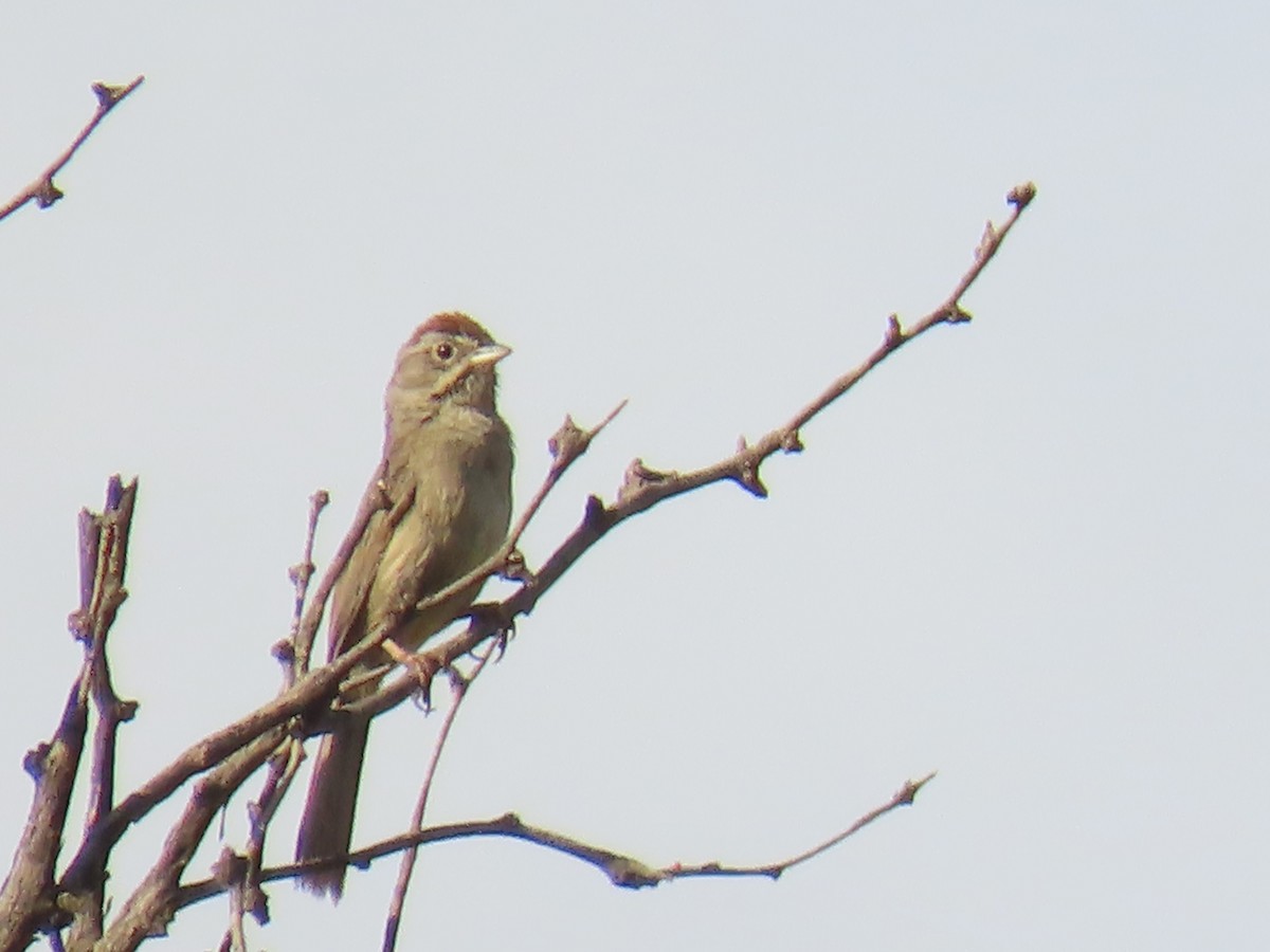 Rufous-crowned Sparrow - ML458181101