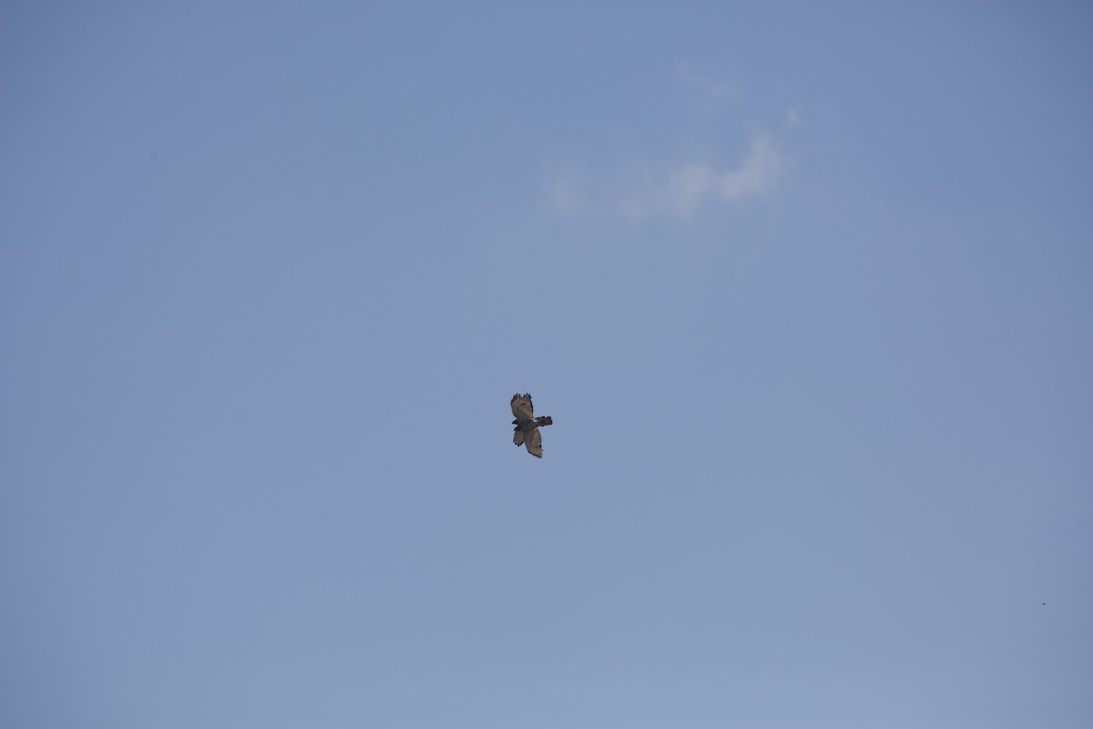 Broad-winged Hawk - ML458181571