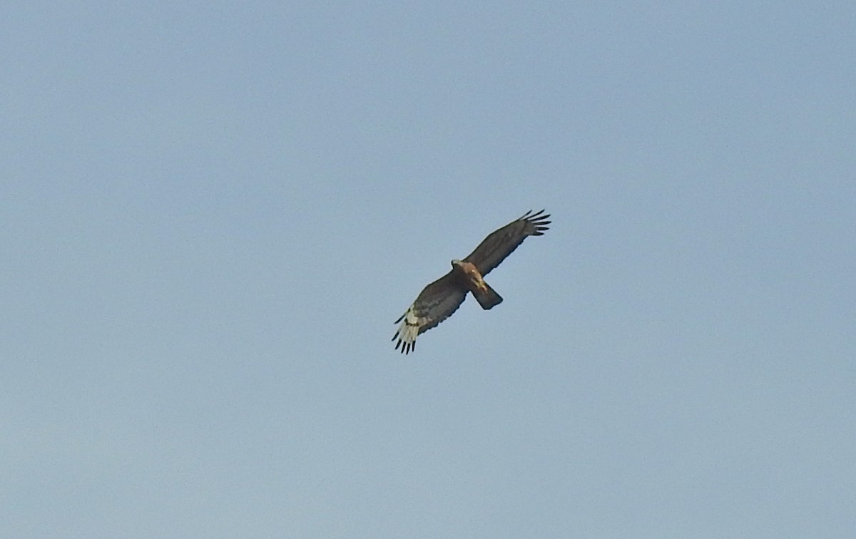 Oriental Honey-buzzard - ML458182891