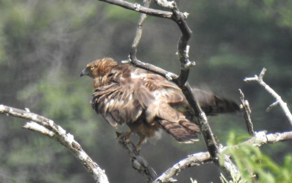 Oriental Honey-buzzard - ML458182981