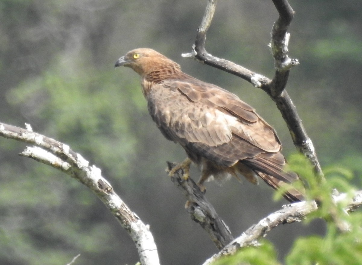 Oriental Honey-buzzard - ML458183111