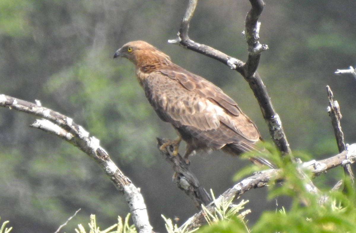 Oriental Honey-buzzard - ML458183181