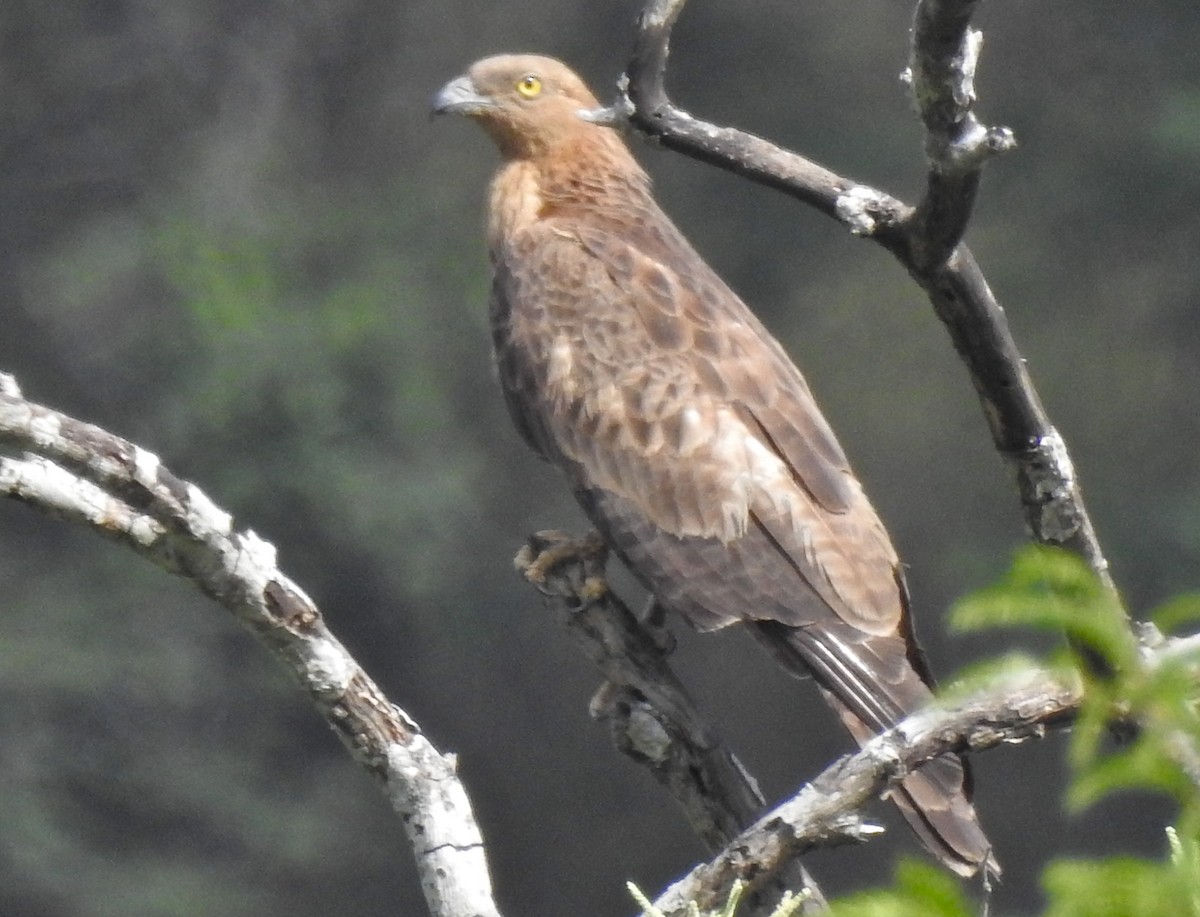 Oriental Honey-buzzard - ML458183231