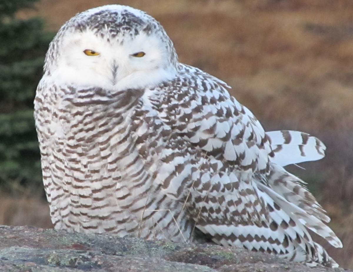 Snowy Owl - ML458185511