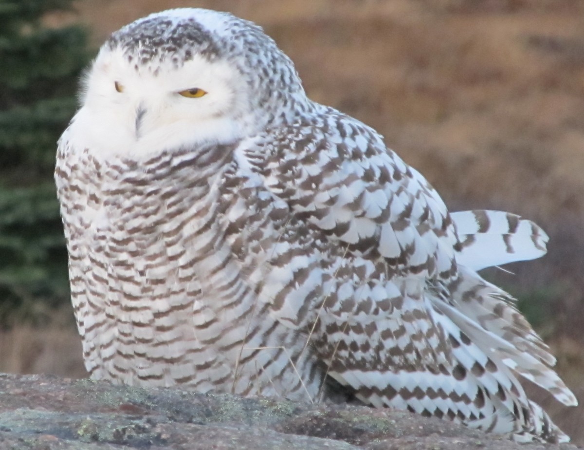 Snowy Owl - ML458185551