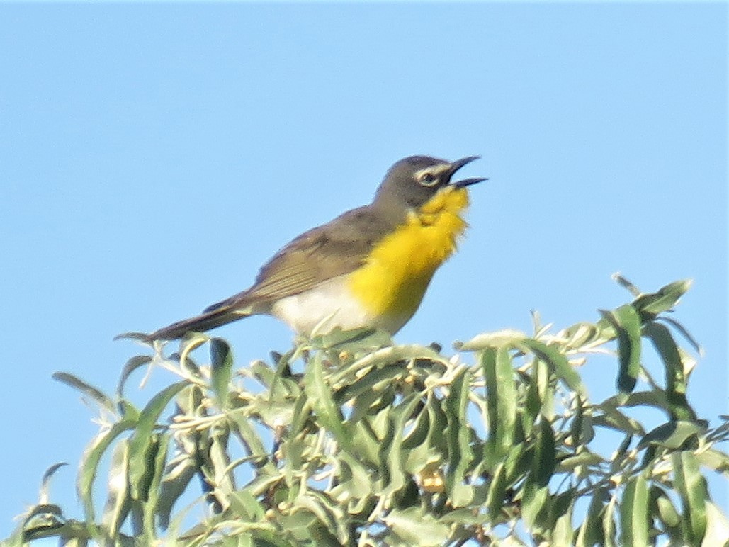 Yellow-breasted Chat - ML458185921