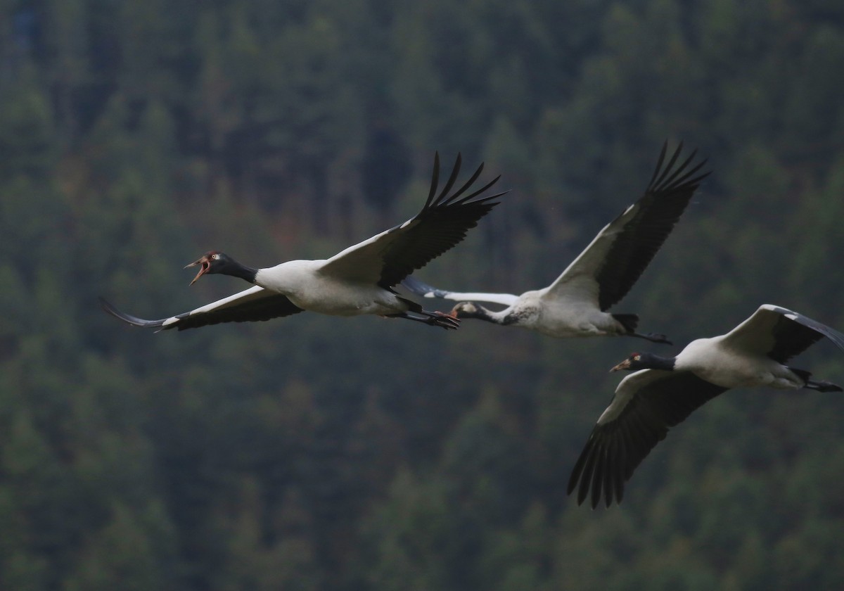 Black-necked Crane - Peter Hosner