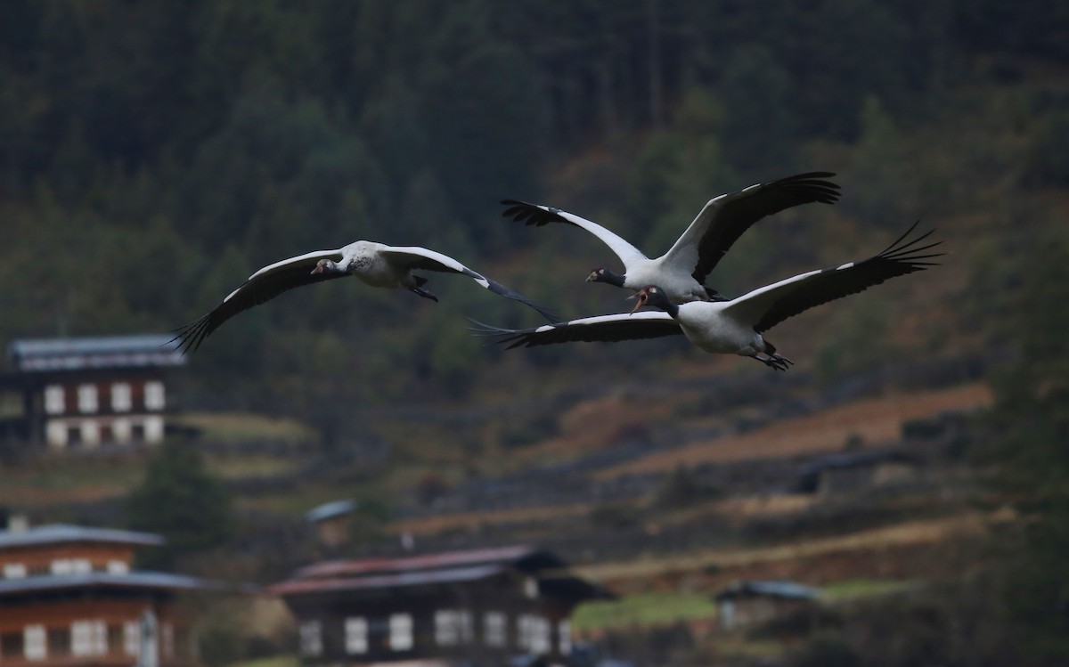 Black-necked Crane - Peter Hosner