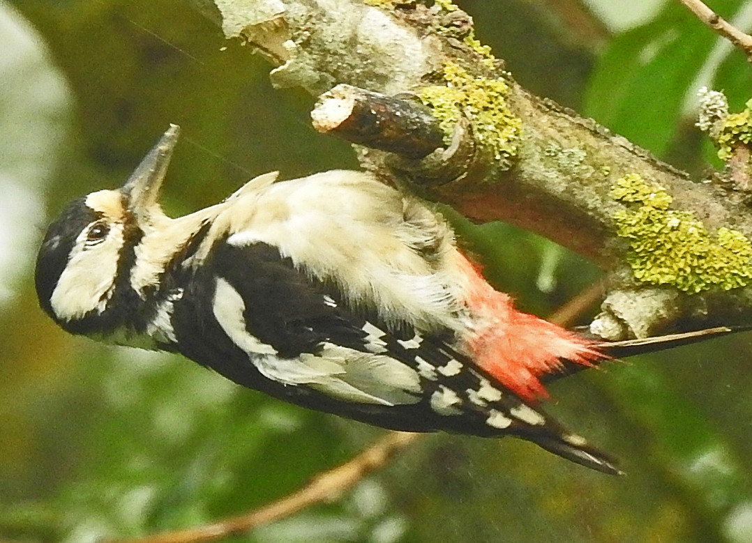 Great Spotted Woodpecker - ML458186291