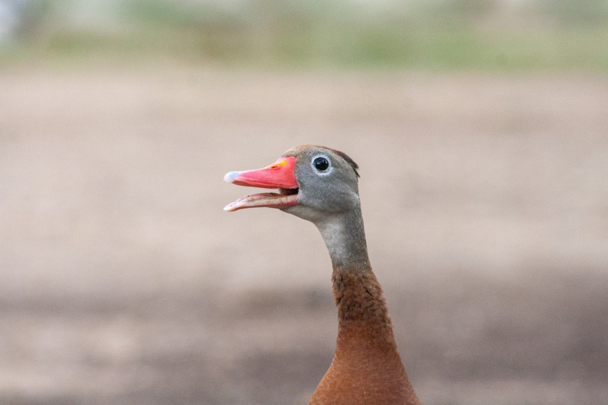Black-bellied Whistling-Duck - saul dominguez