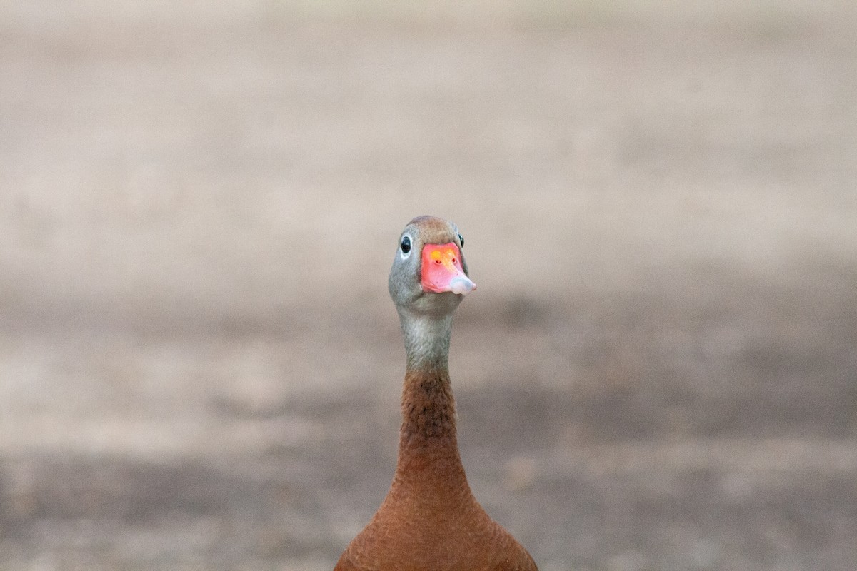 Black-bellied Whistling-Duck - saul dominguez