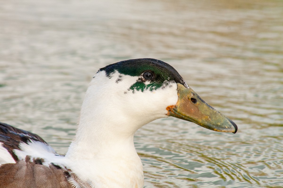 Muscovy Duck (Domestic type) - saul dominguez