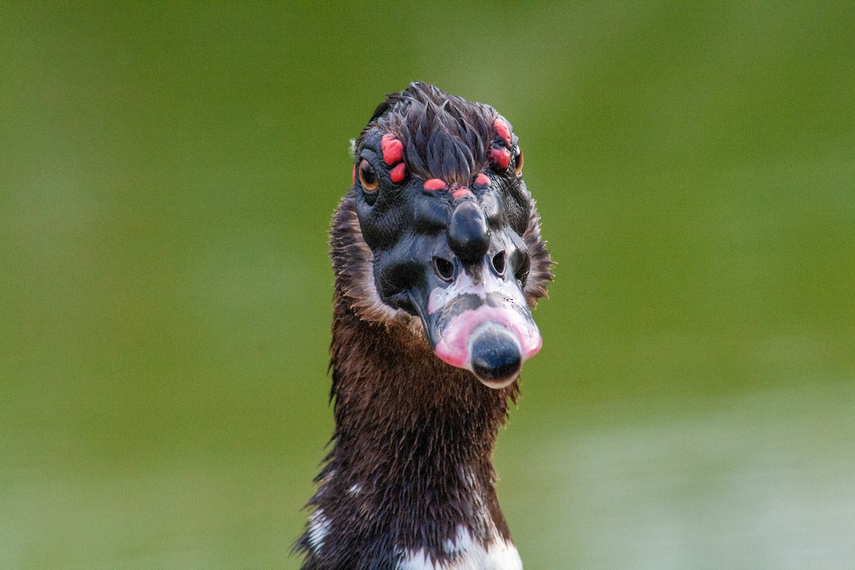 Muscovy Duck (Domestic type) - saul dominguez