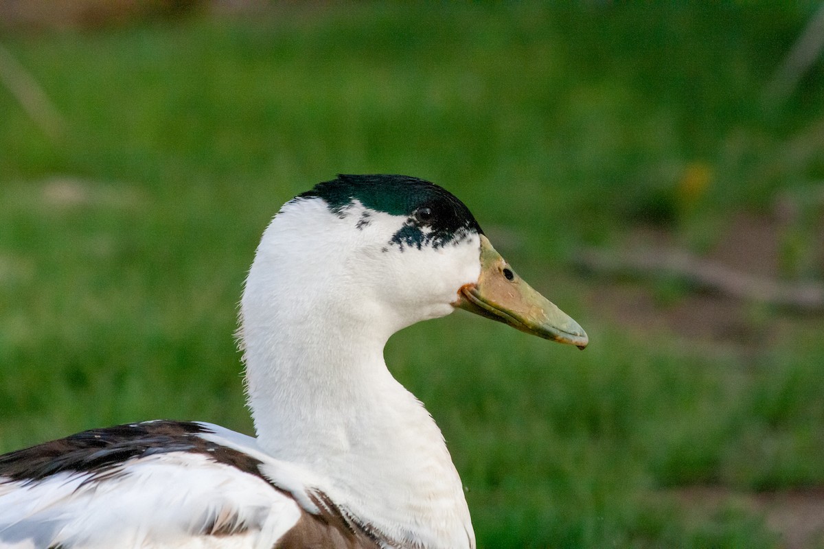 Muscovy Duck (Domestic type) - saul dominguez