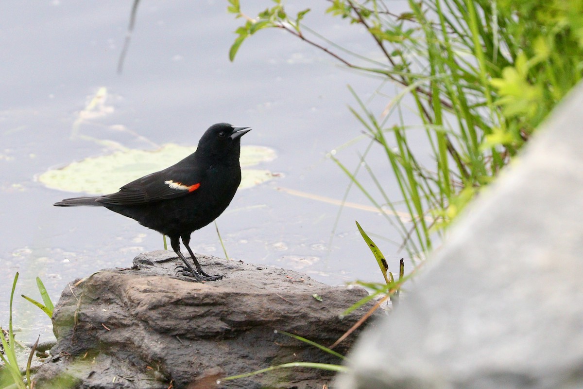 Red-winged Blackbird - ML458187531