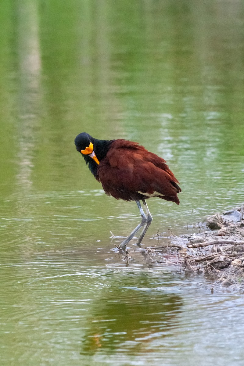 Northern Jacana - ML458187991