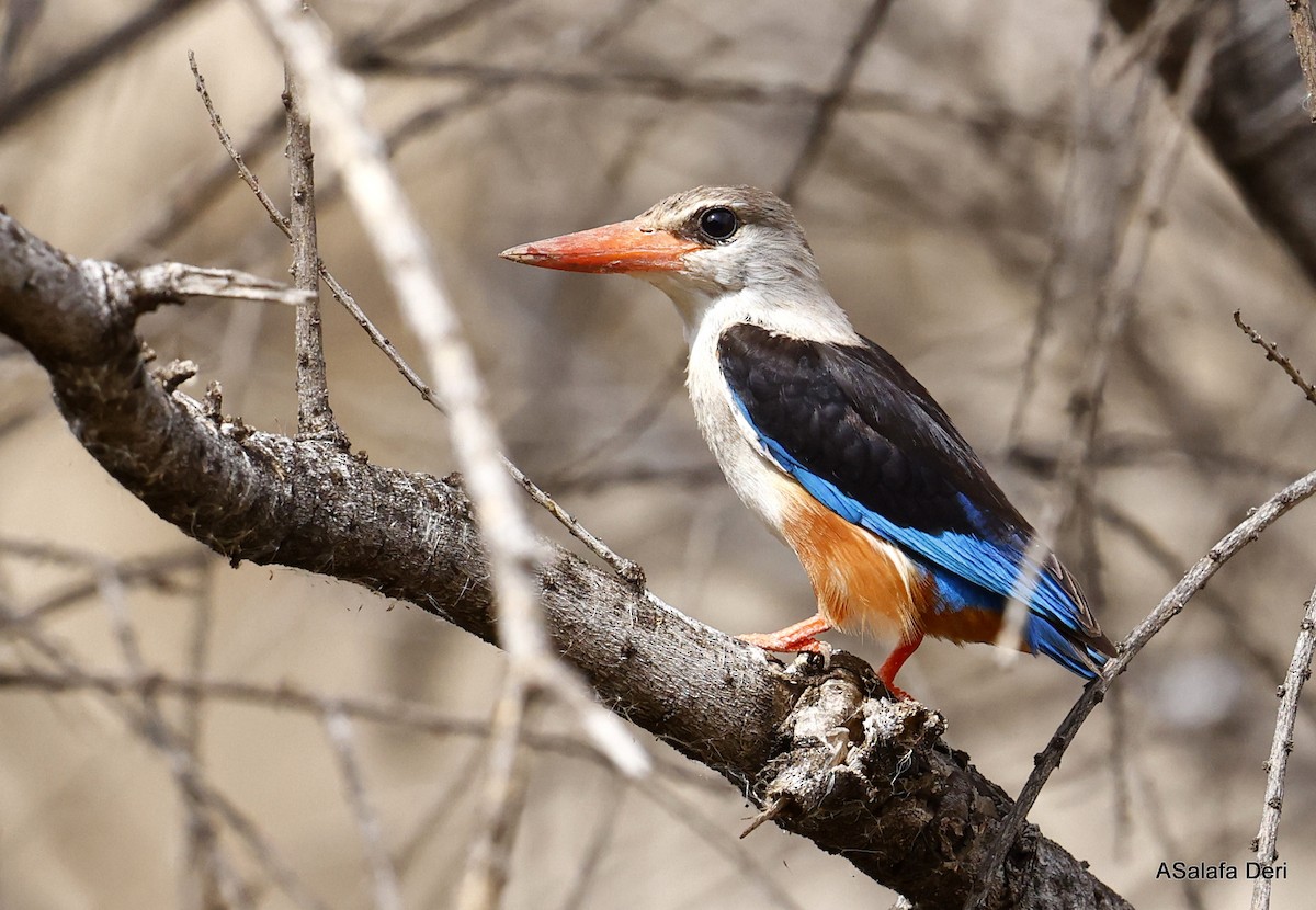 Gray-headed Kingfisher - ML458188411