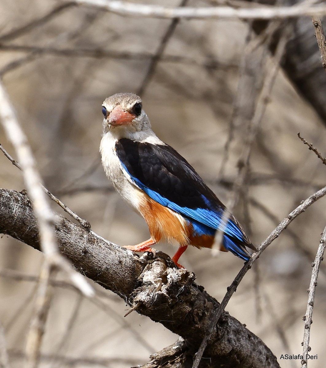 Gray-headed Kingfisher - ML458188431