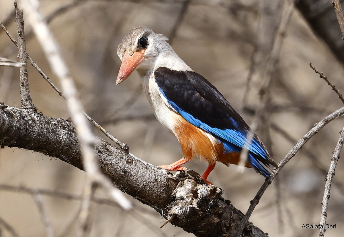 Gray-headed Kingfisher - ML458188441