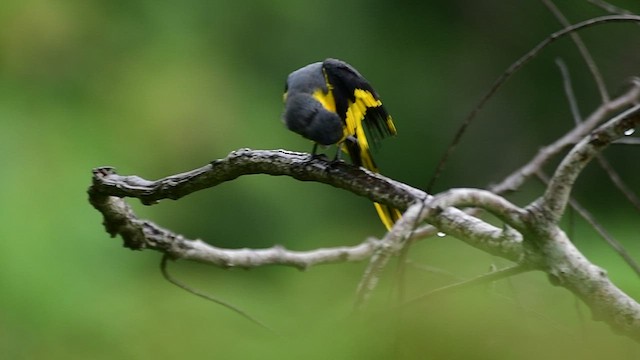 Minivet Naranja - ML458189071