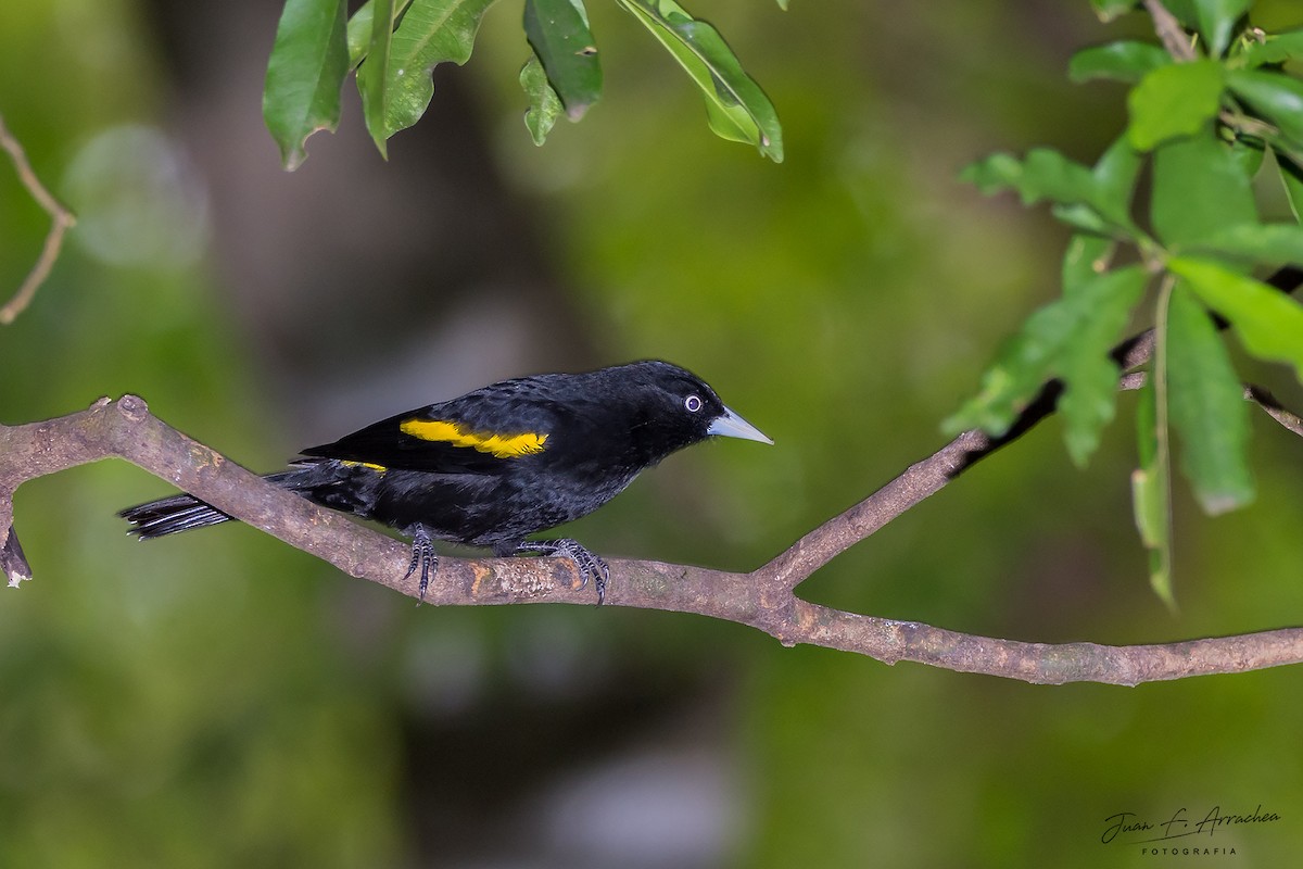 Golden-winged Cacique - ML458189761