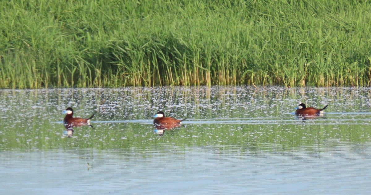 Ruddy Duck - Laurie Koepke