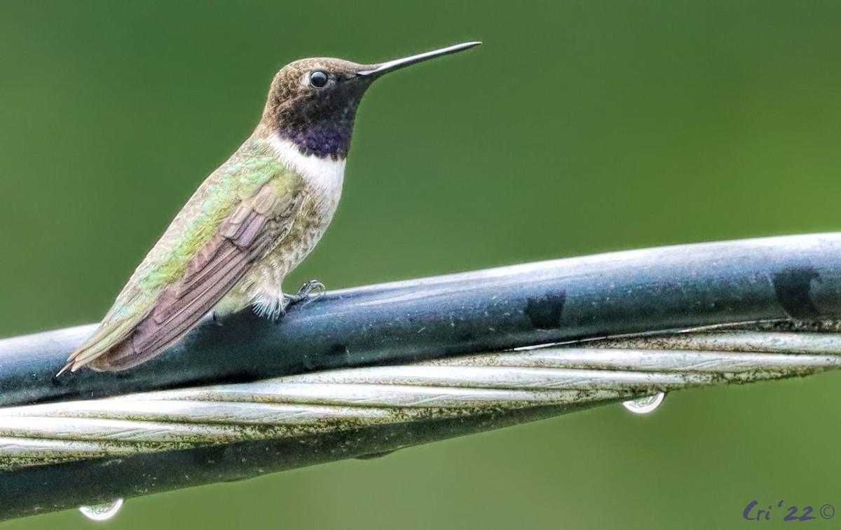 Black-chinned Hummingbird - ML458193721