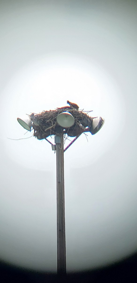 Osprey - ML458195681