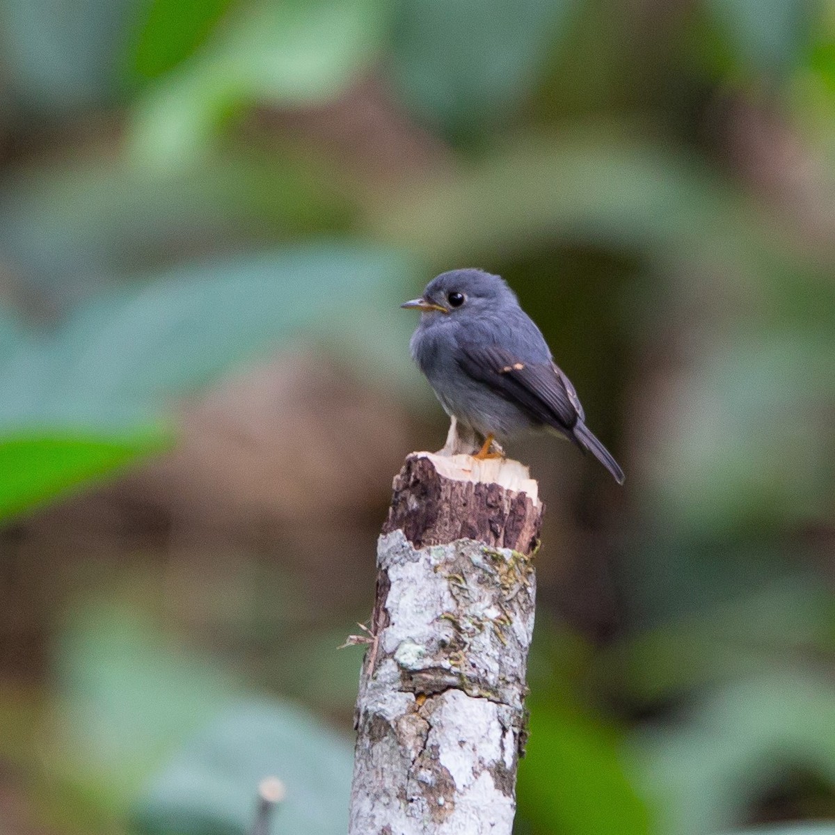 Yellow-footed Flycatcher - ML458195781