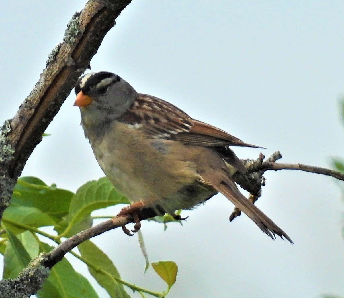 White-crowned Sparrow - ML458196411