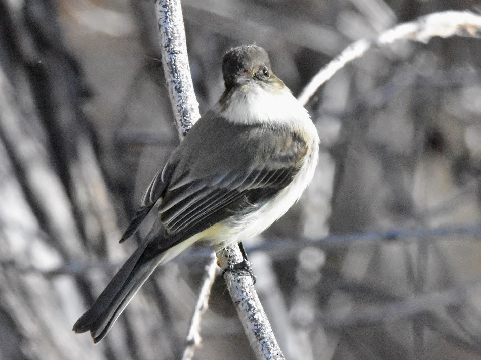 Eastern Phoebe - ML458196451