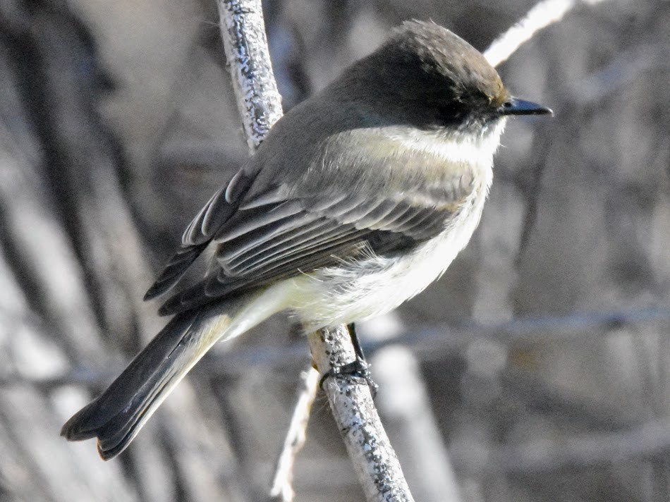 Eastern Phoebe - ML458196471